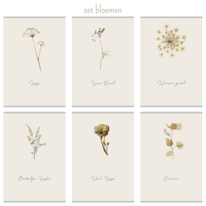 Kaarten Bloemen (set/los)